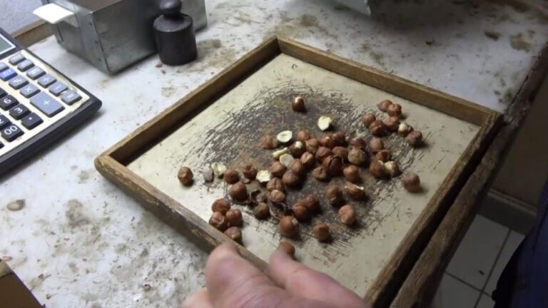 giresunlu findikcidan randimana gore findik fiyatini hesaplayan yazilim P5OrMrHU