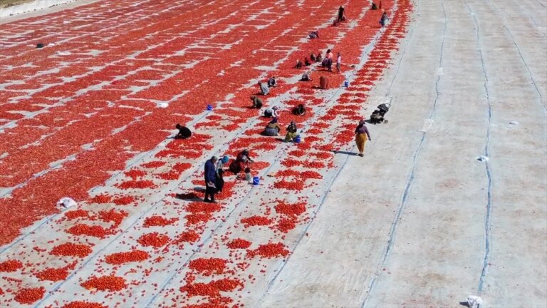 sanliurfada domates uretimi dusuyor hblBUIcV