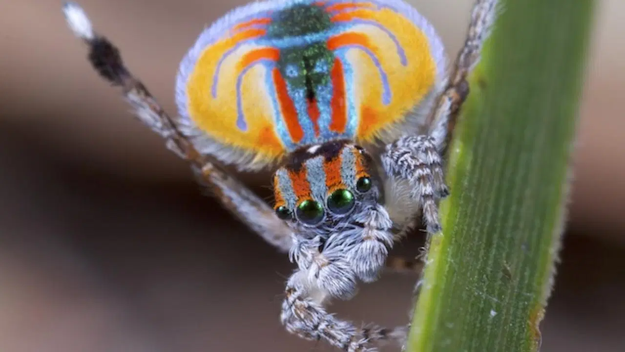 dansci orumcegin karanlik dnasi bilim insanlarini buyuledi 8gj2TbZJ