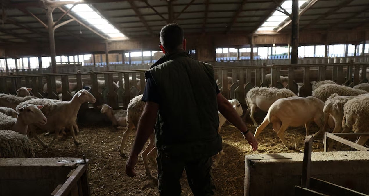 yunanistanda yeni salgin ciftciler perisan suruler itlaf ediliyor 278X9VZH