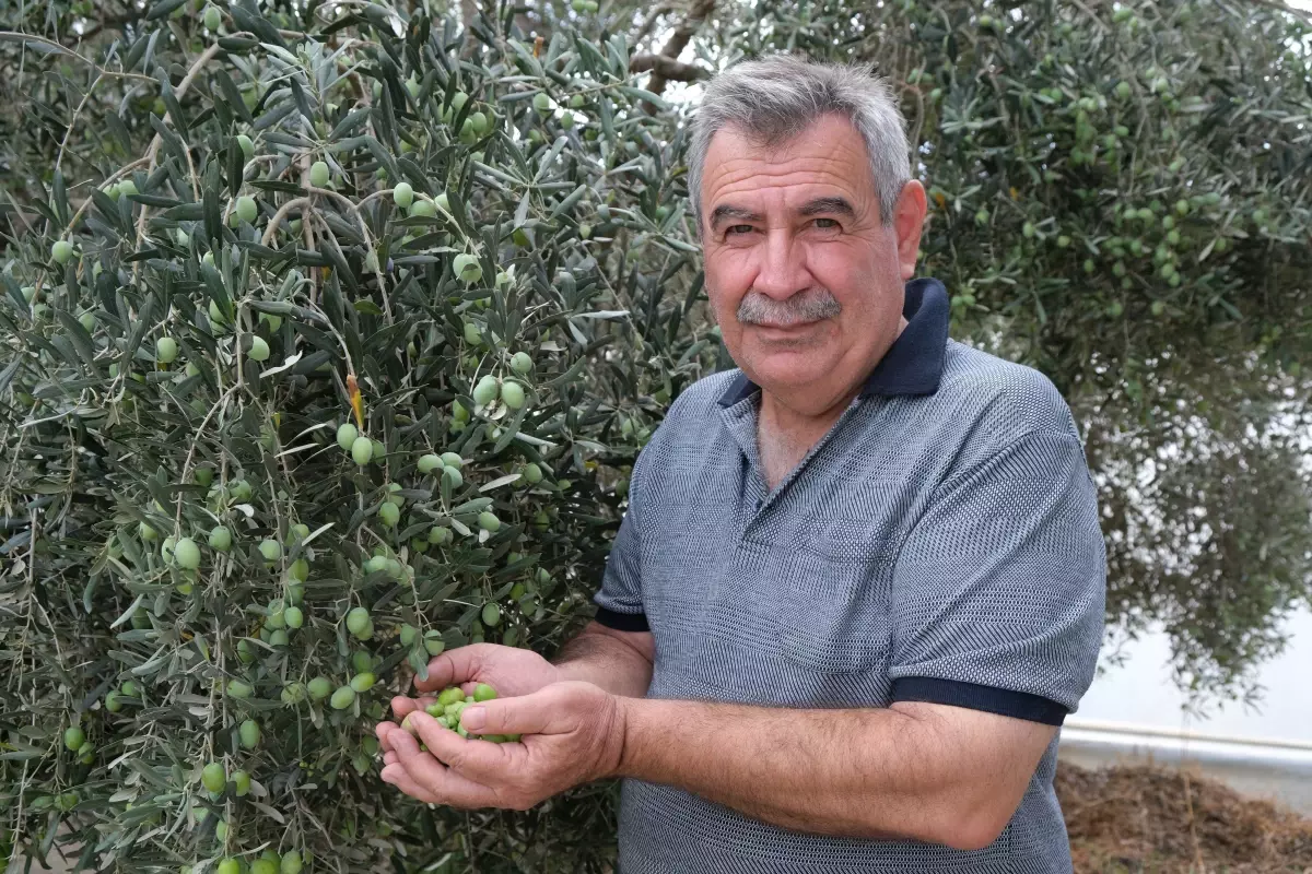 alanyada zeytin hasadi basladi rekolte yuzde 40 d dustu jx8p6RGc.jpg