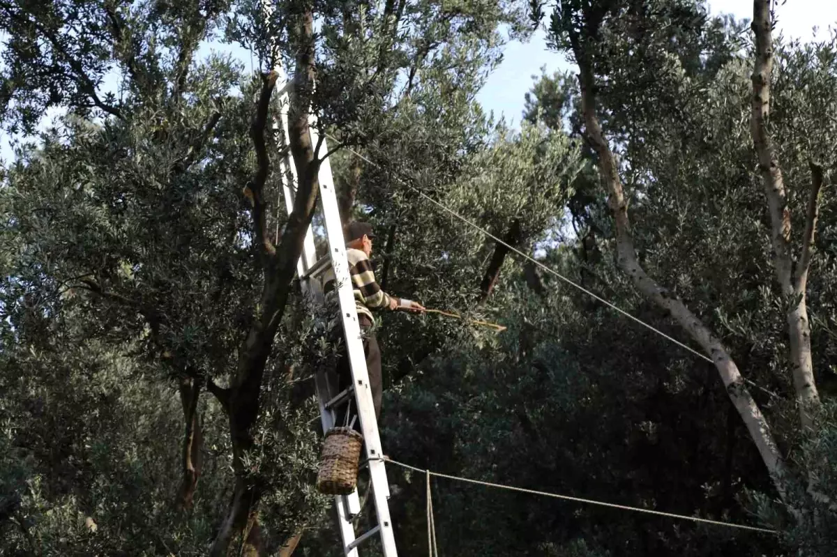 butko zeytini hasadi basladi LSepUftV.jpg