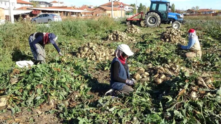 kutahyada seker pancari sokum mesaisi basladi sOn7X7KO.jpg