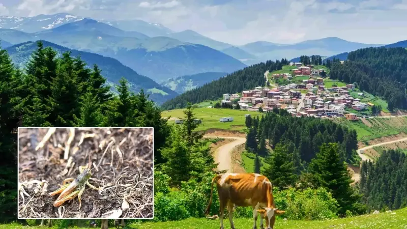 karadenizde yeni bir bocek turu bulundu 3 ilde tespit edildi tum dunyaya duyuruldu xqPmA8hl.webp