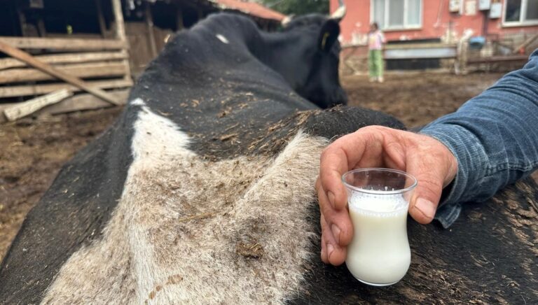 sap vurdu 35 litre sut veren sigirdan bir cay bardagi sut aldi uX9xD65z.jpg