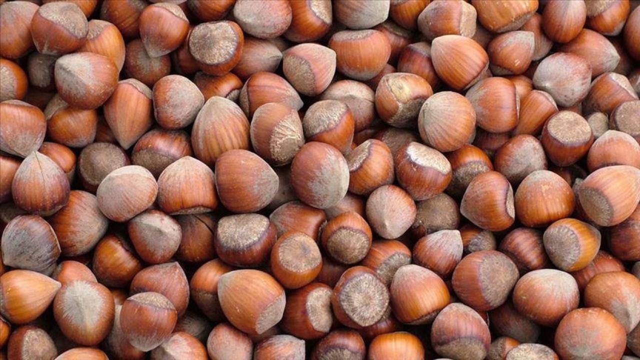 trabzonun 10 aylik findik ihracati 500 milyon dolari asti GlH5qnnk.jpg