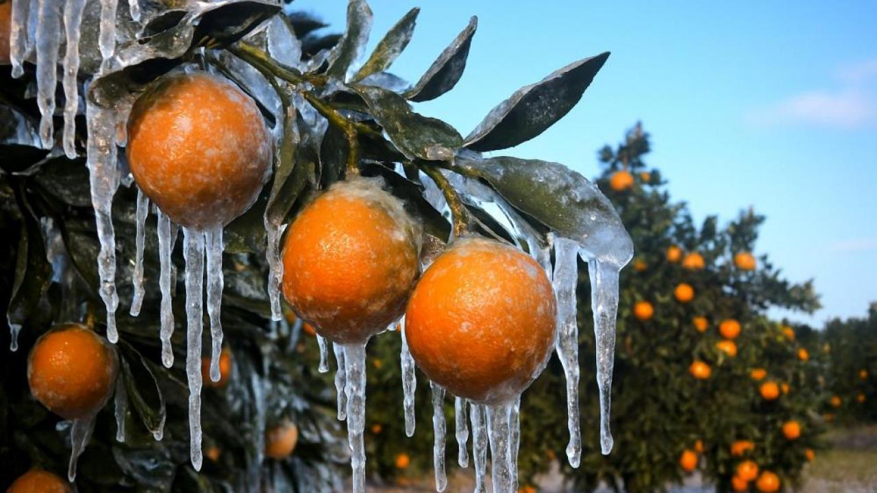 zirai dondan etkilenen ureticilere 17 milyar lira yeni destek odemesi YhGcG8xM.jpg